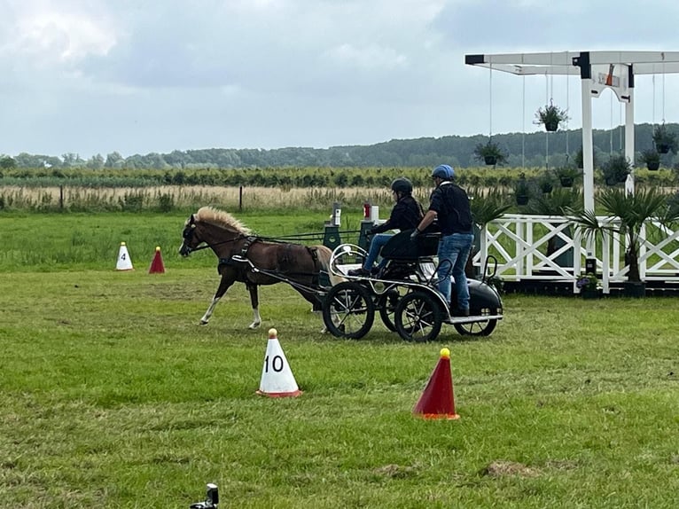 Welsh B Mare 13 years 11,2 hh Brown-Light in Nieuw-Vennep