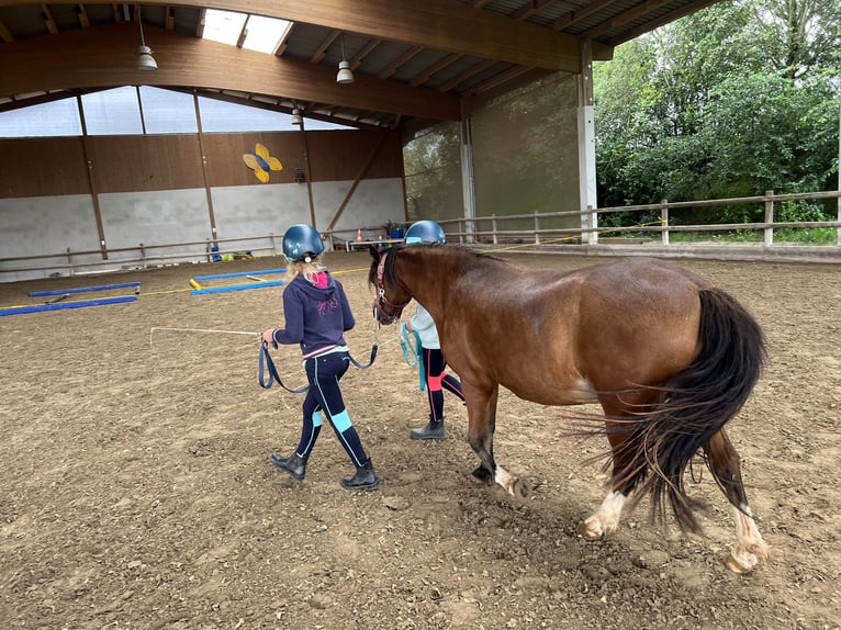 Welsh B Mare 13 years 12 hh Brown in Hofheim am TaunusHofheim