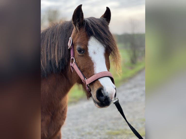 Welsh B Mare 13 years 12 hh Brown in Hofheim am TaunusHofheim