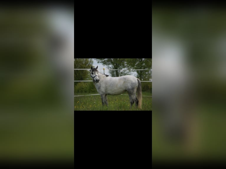 Welsh B Mare 13 years 12 hh Gray-Blue-Tan in Neulingen