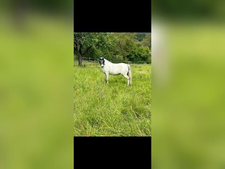 Welsh B Mare 13 years 12 hh Gray-Blue-Tan in Neulingen