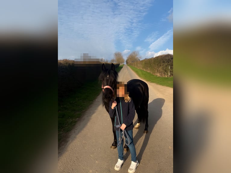 Welsh B Mare 13 years 12,1 hh Black in Bernkastel-Kues