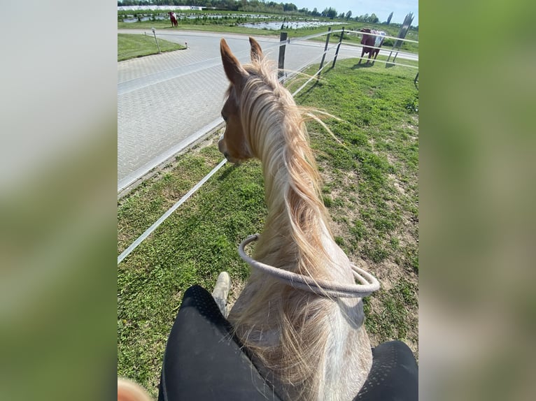 Welsh B Mare 13 years 12,2 hh Roan-Red in Zwingenberg