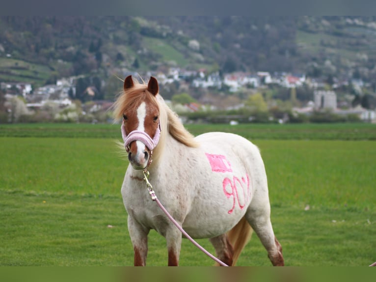 Welsh B Mare 13 years 12,2 hh Roan-Red in Zwingenberg