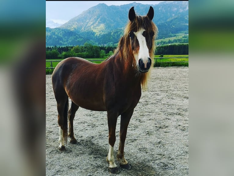 Welsh B Mix Mare 13 years 13,1 hh Dun in Admont