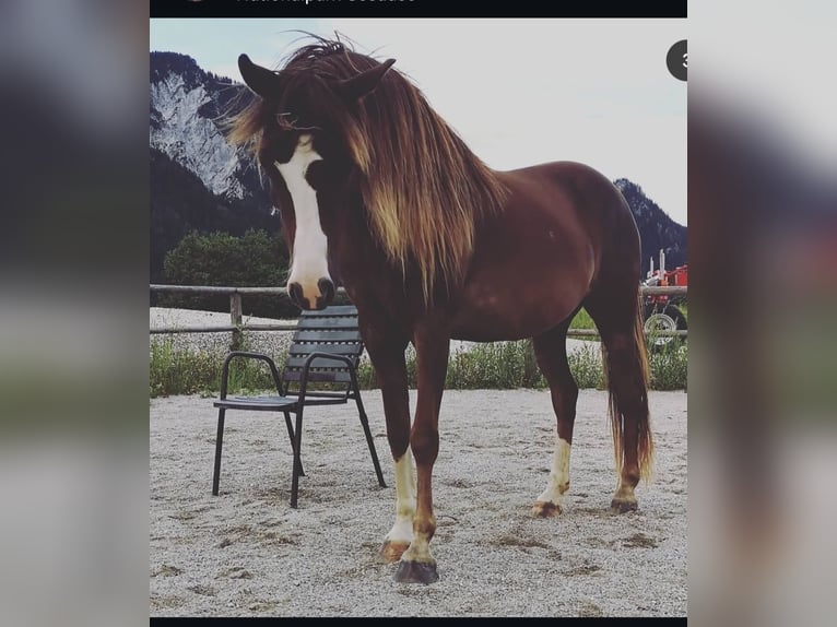 Welsh B Mix Mare 13 years 13,1 hh Dun in Admont