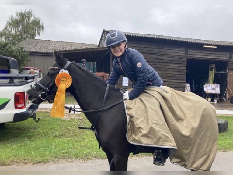 Welsh B Mare 13 years 13 hh Black in Wiershop