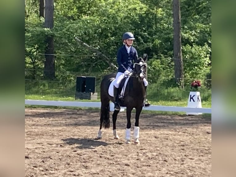 Welsh B Mare 13 years 13 hh Black in Wiershop