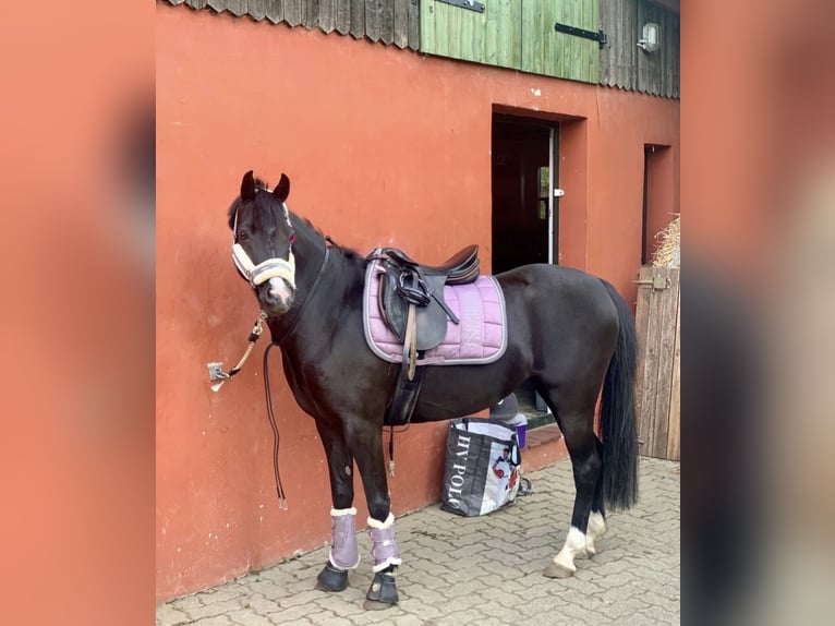 Welsh B Mare 13 years 13 hh Black in Wiershop