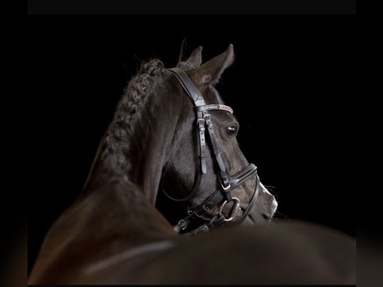 Welsh B Mare 13 years 13 hh Black in Wiershop