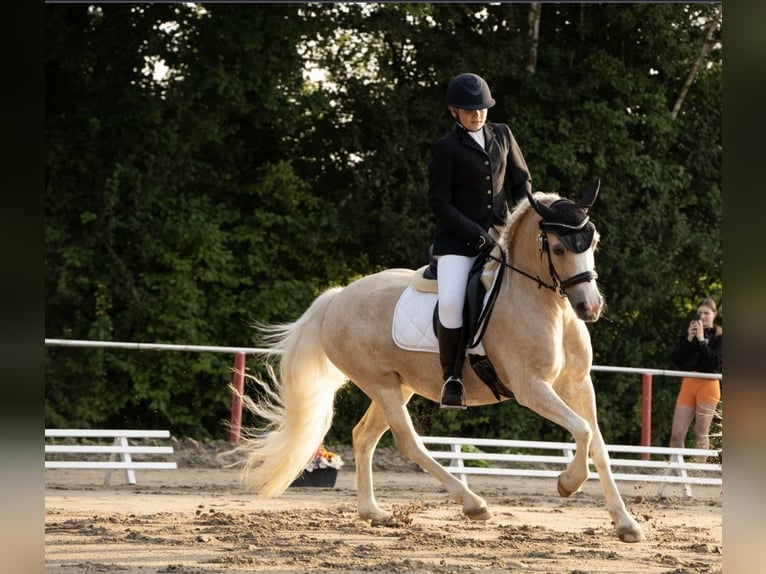 Welsh B Mare 13 years 14.2 hh Palomino in AngelbachtalAngelbachtal