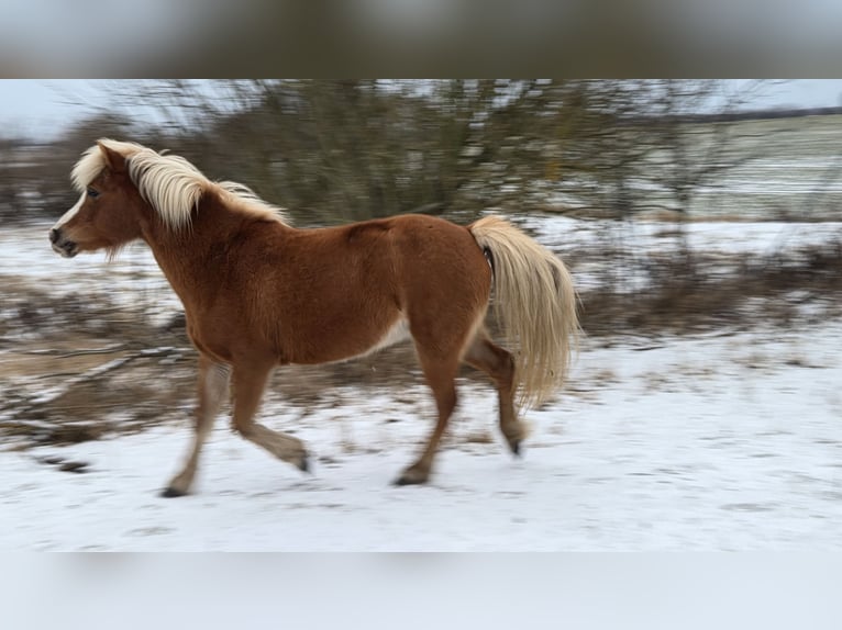 Welsh B Mix Mare 14 years 11.2 hh Chestnut-Red in Ahrensfelde Eiche