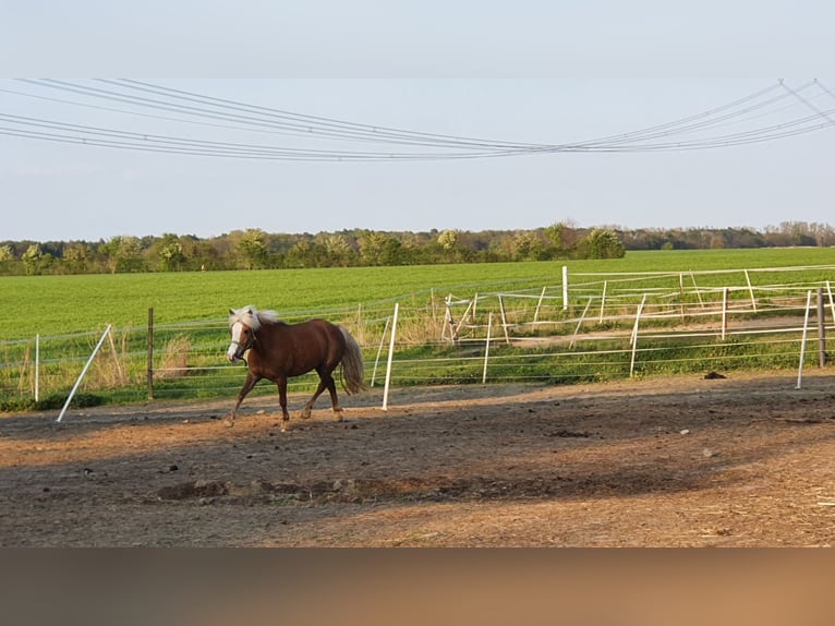 Welsh B Mix Mare 14 years 11.2 hh Chestnut-Red in Ahrensfelde Eiche