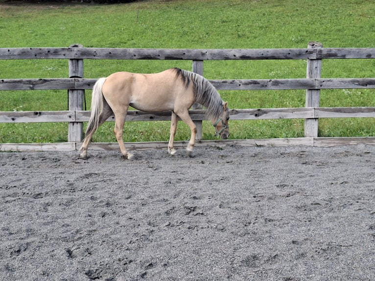 Welsh B Mix Mare 14 years 11.2 hh Dun in Nauders