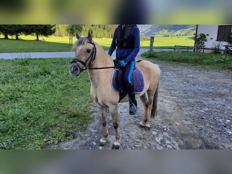 Welsh B Mix Mare 14 years 11,2 hh Dun in Nauders