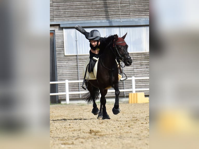 Welsh B Mare 14 years 12.2 hh Black in Breitenfurt bei Wien