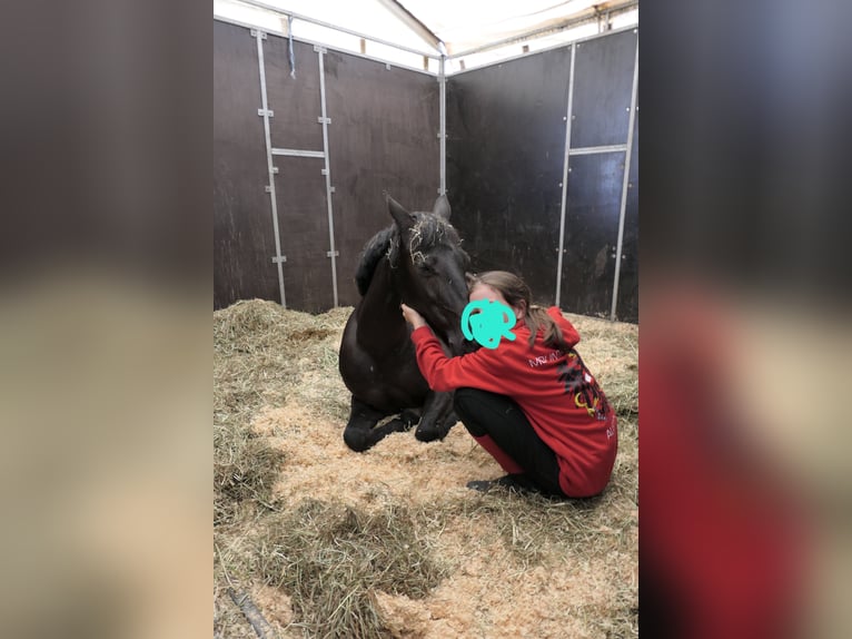 Welsh B Mare 14 years 12.2 hh Black in Breitenfurt bei Wien