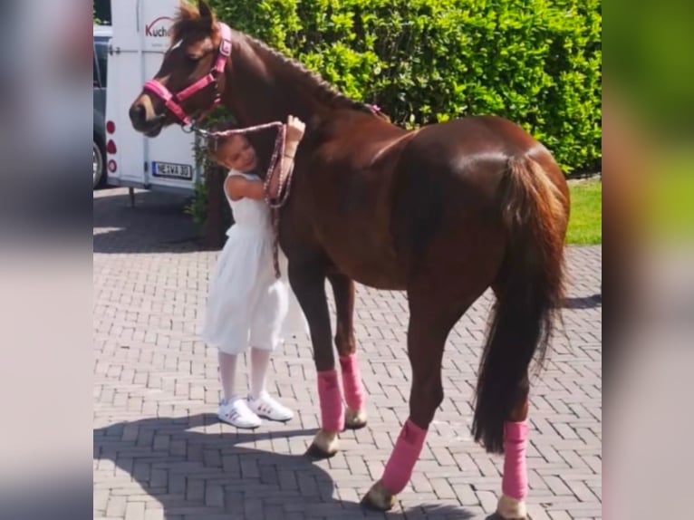 Welsh B Mare 14 years 12,3 hh Chestnut in Kevelaer