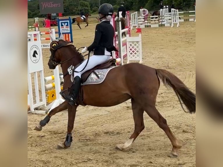 Welsh B Mare 14 years 12,3 hh Chestnut in Kevelaer