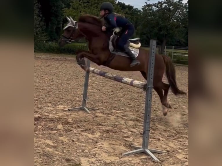 Welsh B Mare 14 years 12,3 hh Chestnut in Kevelaer