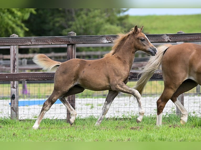 Welsh B Mare 14 years 12,3 hh Chestnut-Red in GROTE-BROGEL
