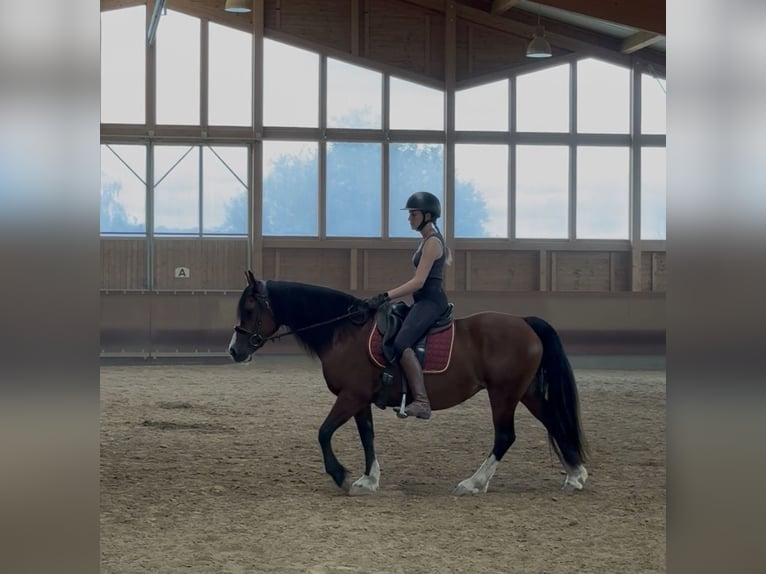 Welsh B Mare 14 years 13.2 hh Brown in Achstetten