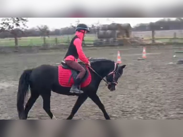 Welsh B Mare 14 years 13 hh Bay-Dark in Rohovce