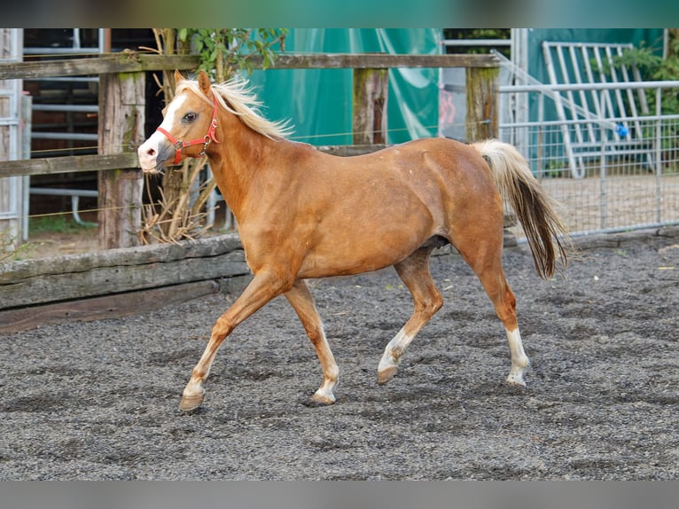 Welsh B Mare 14 years 13 hh Chestnut-Red in Meerbusch