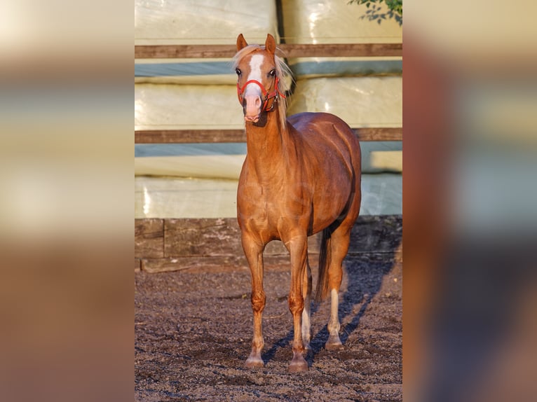 Welsh B Mare 14 years 13 hh Chestnut-Red in Meerbusch