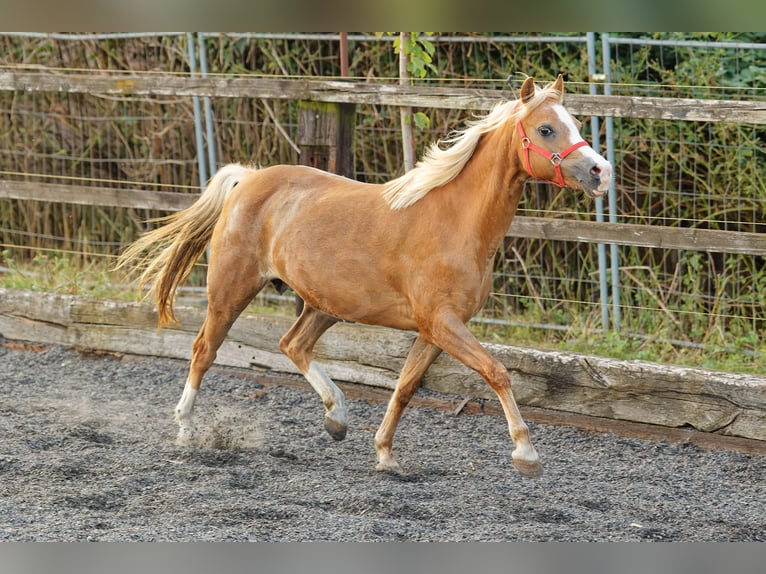 Welsh B Mare 14 years 13 hh Chestnut-Red in Meerbusch