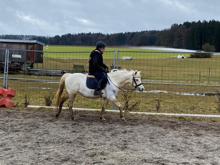 Welsh B Mare 14 years 13 hh Grey in Deuerling