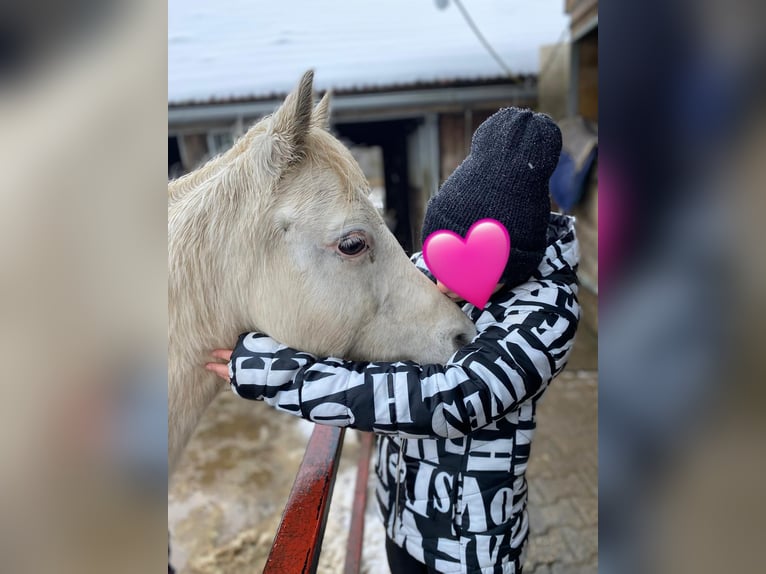 Welsh B Mare 14 years 13 hh Grey in Deuerling