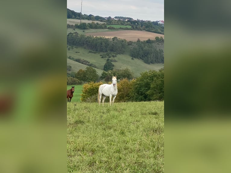 Welsh B Mare 14 years 13 hh Grey in Deuerling