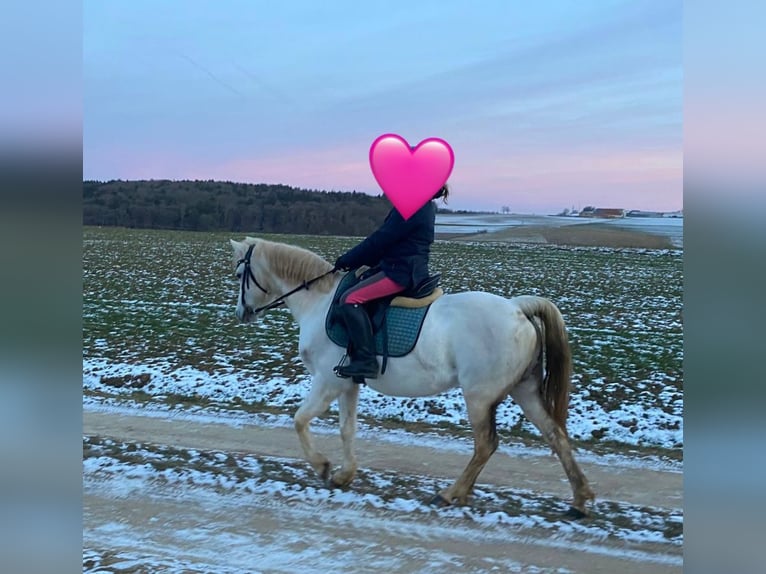 Welsh B Mare 14 years 13 hh Grey in Deuerling