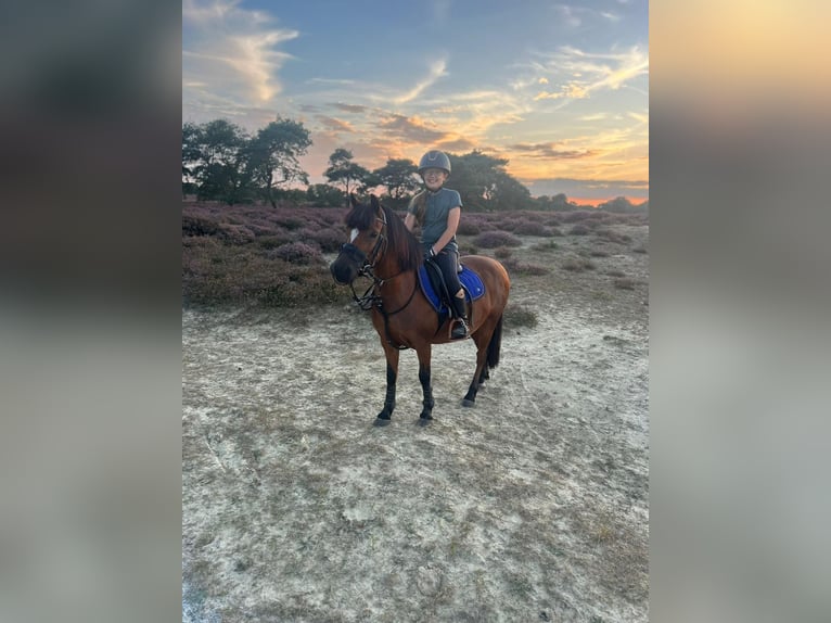 Welsh B Mare 15 years 11.2 hh Brown in Gieten