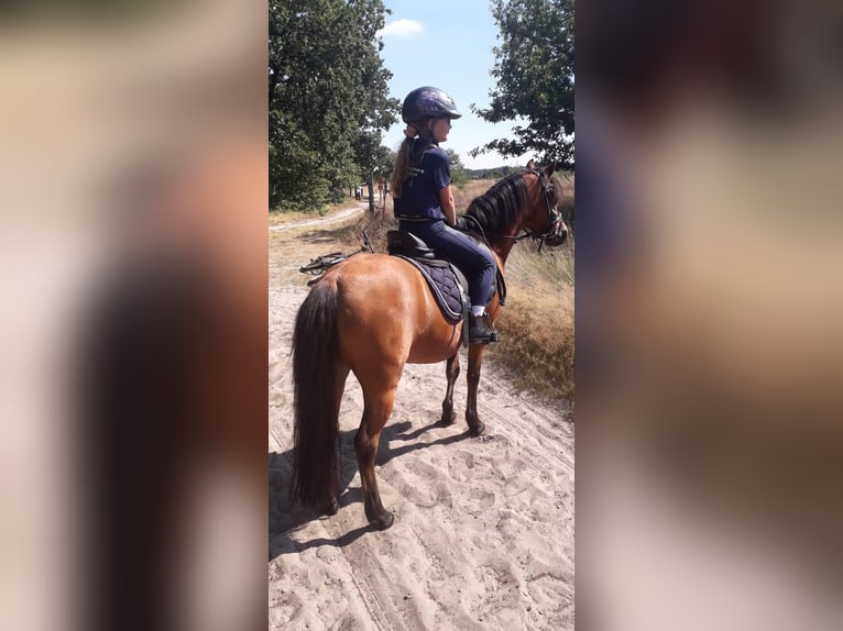 Welsh B Mare 15 years 11.2 hh Brown in Gieten