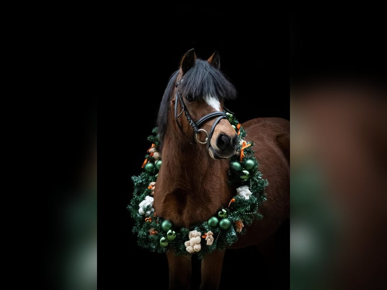 Welsh B Mare 15 years 11.2 hh Brown in Gieten