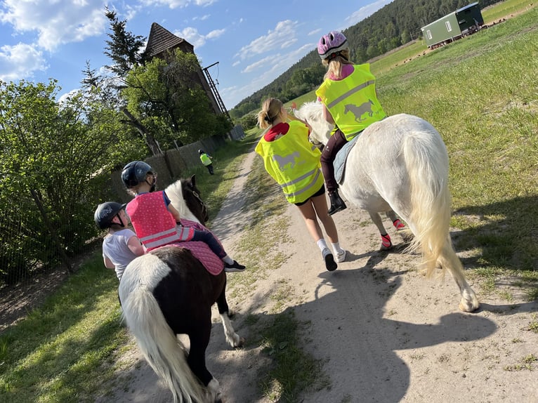 Welsh B Mix Mare 15 years 12,1 hh Gray in Dohren