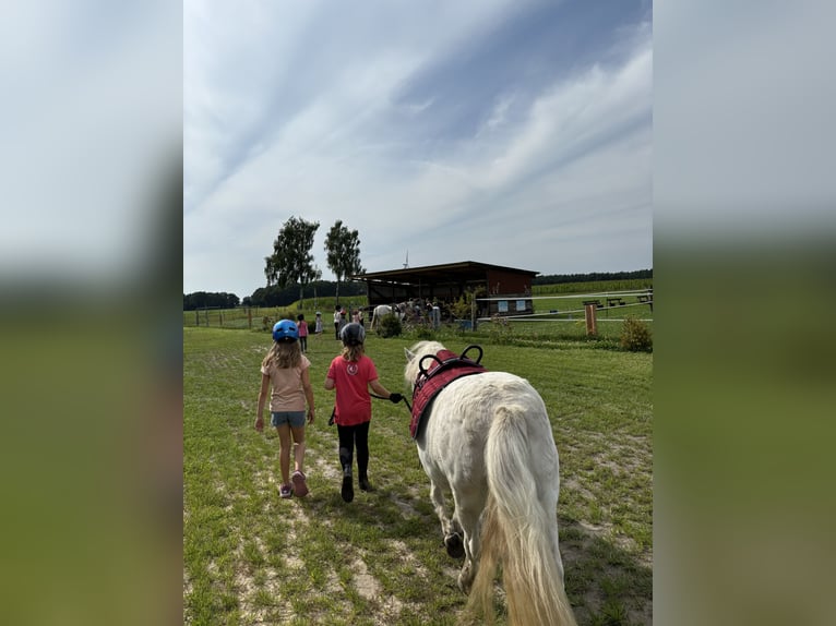 Welsh B Mix Mare 15 years 12,1 hh Gray in Dohren