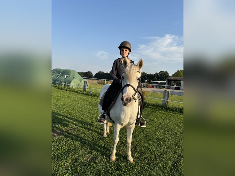 Welsh B Mix Mare 15 years 12,1 hh Gray in Dohren