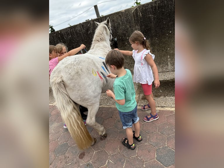 Welsh B Mix Mare 15 years 12,1 hh Gray in Dohren