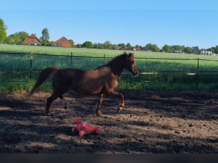 Welsh B Mare 15 years 12.2 hh Chestnut-Red in Varrel