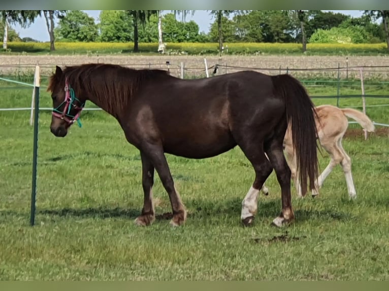 Welsh B Mare 15 years 12.2 hh Chestnut-Red in Varrel