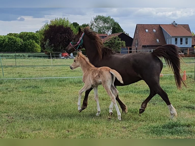 Welsh B Mare 15 years 12.2 hh Chestnut-Red in Varrel