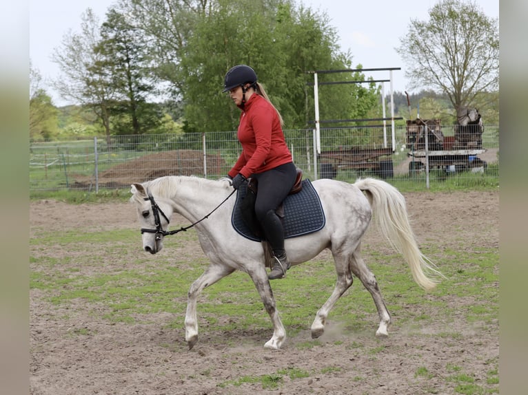 Welsh B Mare 15 years 12.2 hh Grey in Muchow
