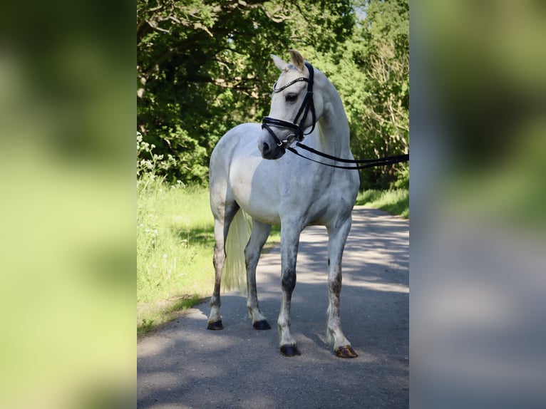 Welsh B Mare 15 years 12.2 hh Grey in Muchow