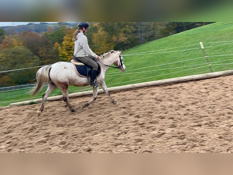 Welsh B Mare 15 years 12,2 hh Leopard-Piebald in Morsbach
