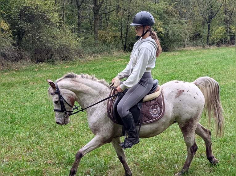 Welsh B Mare 15 years 12,2 hh Leopard-Piebald in Morsbach