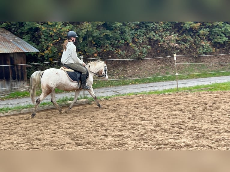 Welsh B Mare 15 years 12,2 hh Leopard-Piebald in Morsbach