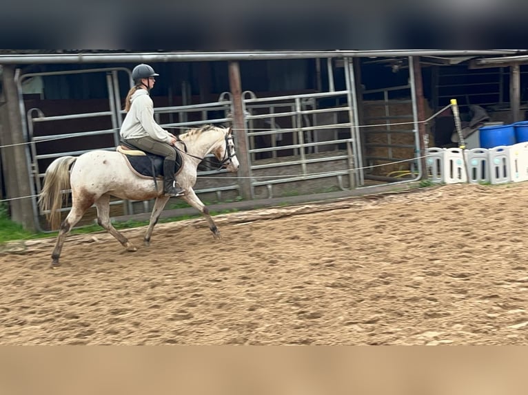 Welsh B Mare 15 years 12,2 hh Leopard-Piebald in Morsbach